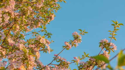 Flowering branches against the blue sky at sunset light. Beautiful flowers of apple tree. New year for trees.