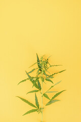 cannabis plant on a yellow background medical weed