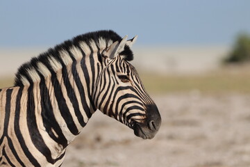 Fototapeta na wymiar Impressive Zebra Stallion in Etosha National Park, Namibia