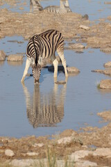 Fototapeta na wymiar Drinking Zebra in Etosha National Park, Namibia