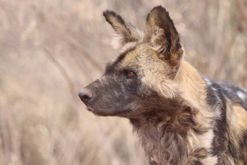 Crédence de cuisine en verre imprimé Parc national du Cap Le Grand, Australie occidentale Impressive Capture of African Wild Dog in Namibia