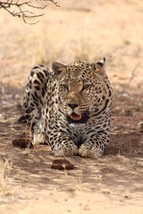 Adorable Leopard in the Namibian Desert