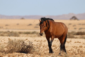 Wild Horse in the Namibian Desert, Garup