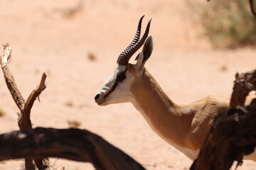 Adorable Springbok in Namibian Desert