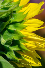 Bright sunflower petals in sunlight macro photography in summer. Close-up photo of a blooming Helianthus flower on a summer sunny day.