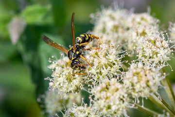 Wasp sitting on small white wildflowers macro photography on a sunny summer day. Close-up photo of a wasp sitting on a plant with white flowers in the summertime.