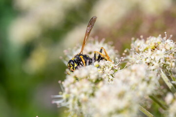 Wasp sitting on small white wildflowers macro photography on a sunny summer day. Close-up photo of a wasp sitting on a plant with white flowers in the summertime.