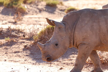 Baby Rhino in South African Sunrise