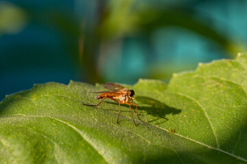 Mosquito sitting on a green leaf closeup on a summer sunny day. Small flying insect close-up photography in summertime.