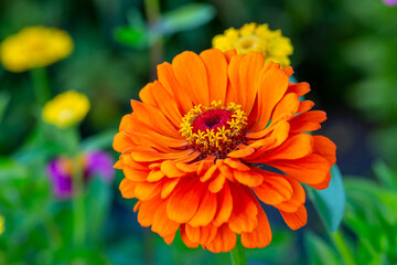 Blossom orange zinnia flower on a green background on a summer day macro photography. Blooming zinnia with orange petals close-up photo in summertime
