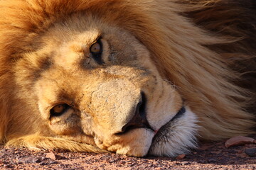 Sleepy Male Lion in South African Sunset