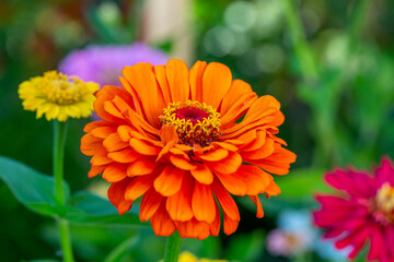 Blossom orange zinnia flower on a green background on a summer day macro photography. Blooming zinnia with orange petals close-up photo in summertime