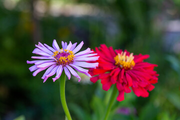 Blossom purple zinnia flower on a green background on a summer day macro photography. Blooming zinnia with violet petals close-up photo in summertime. 