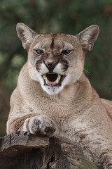 Portrait of Angry Cougar