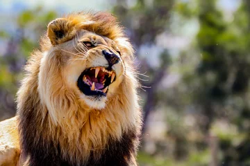 Zelfklevend Fotobehang Impressive Roaring Lion in South Africa © SteffenTravel