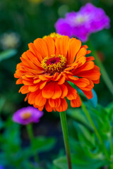 Blossom orange zinnia flower on a green background on a summer day macro photography. Blooming zinnia with orange petals close-up photo in summertime