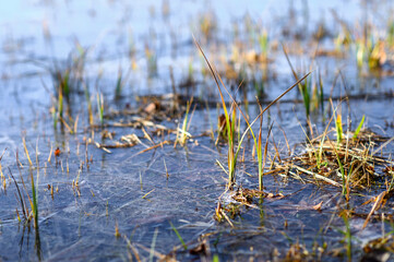 Grass Ice clear frosty Winter Landscape