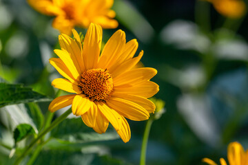 Blooming false sunflower on a green background on a summer sunny day macro photography. Garden rough oxeye flower with yellow petals in summertime, close-up photo. Yellow daisy floral background.