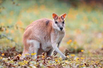 Wallaby looking at camera while eating autumn leves in beautiful park