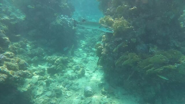 Slow motion video of coral fish, barracuda fish, snorkeling, freedifing, diving in Egypt on the beach. Underwater world of the Red Sea. Fish in the Red Sea Egypt.  Coral reef. 50 fps 4 K.