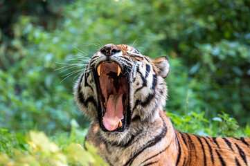 Yawning Sibirian Tiger sitting relaxed in green forest, endangered species