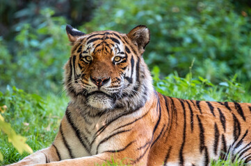 Sibirian Tiger sitting relaxed in green forest, endangered species