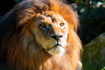 Majestic lion (Panthera leo) bathing in sunlight