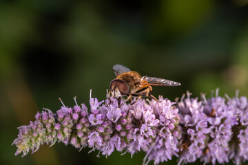 A hoverfly insect sits on a purple flower macro photography on a summer sunny day. Flower flies sits on a blooming mint plant close-up photo in the summer.