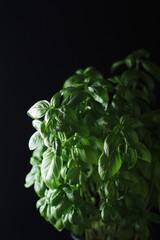 A bunch of basil in low key