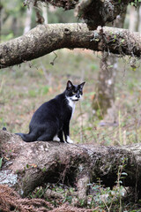 Obraz premium black and white cat in the forest
