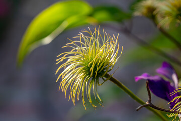 Old clematis macro photography in a summer day. Clematis close up garden photography in summertime.