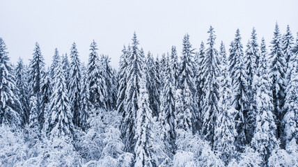 Natural background. View from the height of the winter forest and the road.