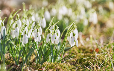 Spring snowdrops flower. Early spring close-up flowers with bright sunlight.
