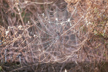 tela de araña entre los matojos con gotas de roció - obrazy, fototapety, plakaty
