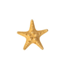Dried starfish isolated on a white background.