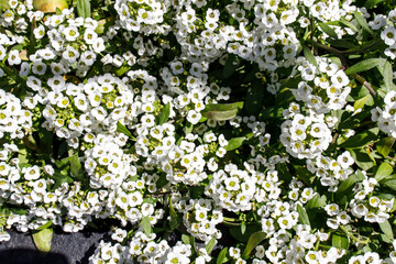 Alyssum is a genus of about 100-170 species of flowering plants in the family Brassicaceae, native to Europe, Asia, and northern Africa. Wallpaper