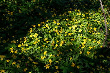 Obraz premium Ficaria is a small genus of several species of plants in family Ranunculaceae, which were grouped with Ranunculus. genus includes Ficaria verna, known as fig buttercup or lesser celandine