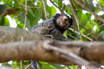 The monkey on the tree. The Black-tufted marmoset also know as Mico-estrela is a typical monkey from central Brazil. Species Callithrix penicillata. Animal lover. Wildlife.