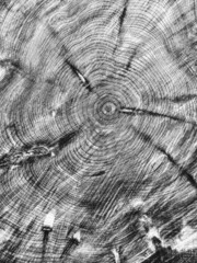 Cedar tree stump- B&W