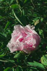 Pink peony flower with green leaves close up nature background