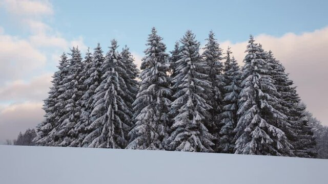 Paysage de neige dans les montagnes du Haut-Jura en hiver apr&egrave;s les chutes de neige, arbres et sapins recouverts de neige, le soir au coucher du soleil (La Pesse)