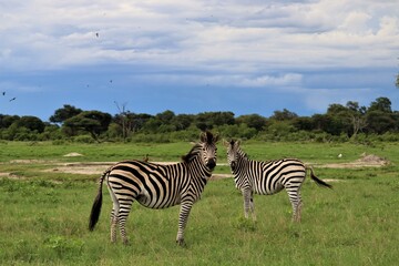 Fototapeta na wymiar A pair of zebras in savannah