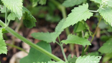 Woman harvesting mint leaves with scissors in the garden on a sunny day. Homegrown herbs