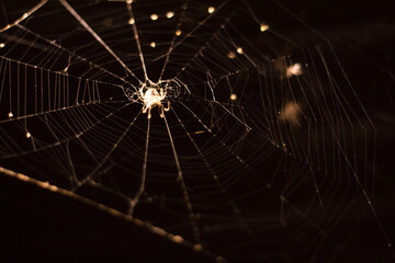 spider on web