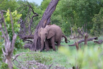 An African elephant in savannah