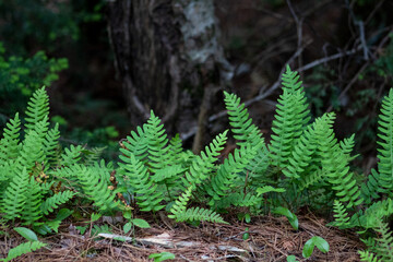 fern in the woods