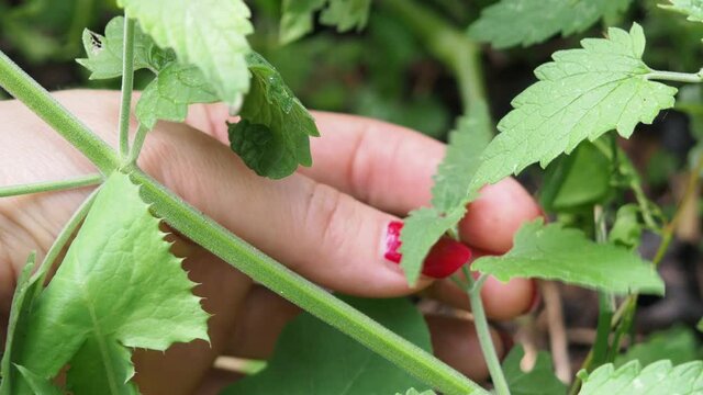 Woman harvesting mint leaves with scissors in the garden on a sunny day. Homegrown herbs