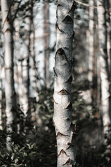 Fototapeta premium Birch Tree