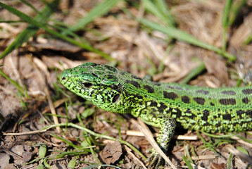 lizard on the grass