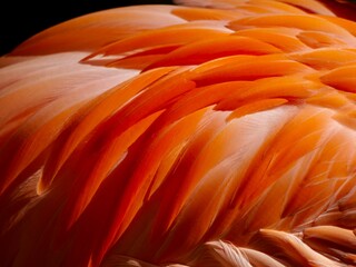 Fototapeta premium Flamingo feather texture pattern background